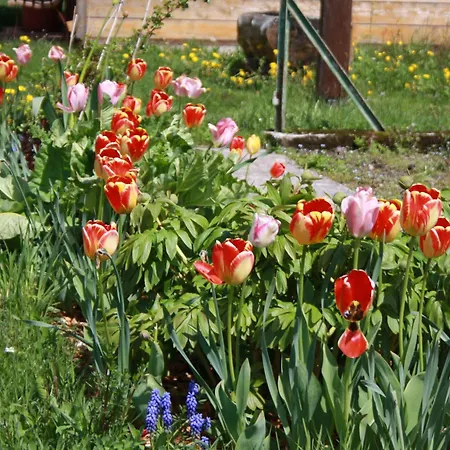 Bürschtehanse-hof *