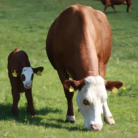 Apartamento Bürschtehanse-hof *