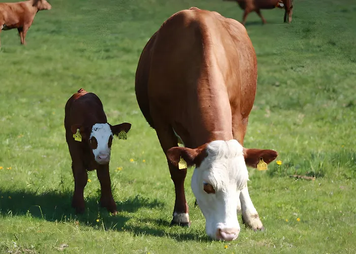 Appartement Bürschtehanse-hof *